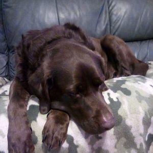 Meet your Posher, Carol